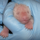 Illustration for article titled The Smithsonian Zoo's New Baby Panda...Is a Girl!!!